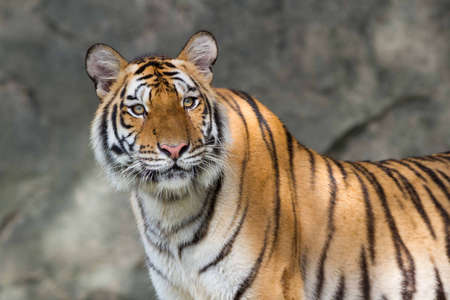 The tiger is starring to something.の写真素材