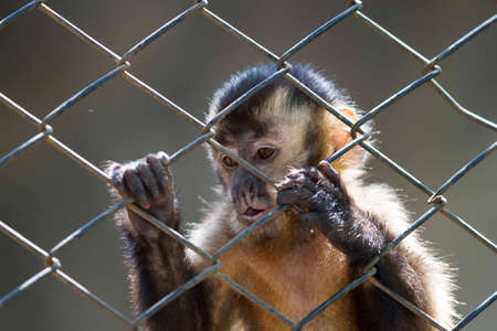 The asian monkey in the zooの写真素材