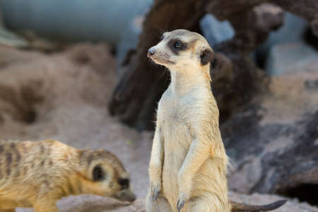 The meerkats activity in the wild area.の写真素材