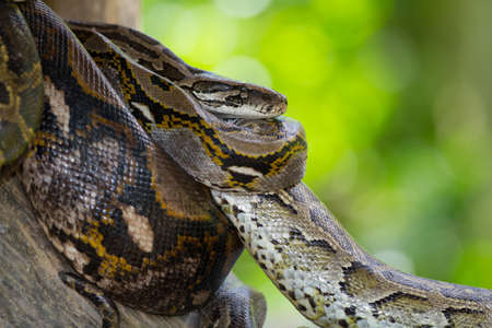 A Python snake on the tree