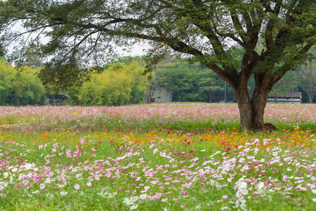 A group of Cosmos flowerの写真素材
