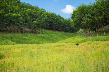 A rice field and the jungle in Thailand.の写真素材