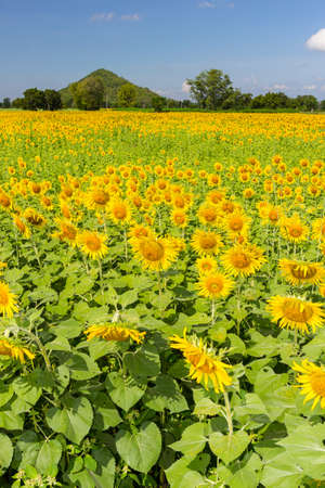 The field of sunflower in Thailand.の写真素材