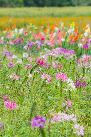 A field of flower in Thailand.の写真素材