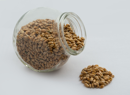 Wheat grain in the glass tareの写真素材