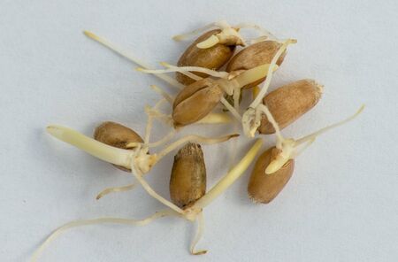 Wheat germの写真素材