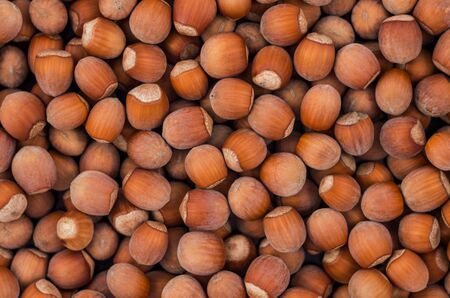 Many hazel nuts for backgroundの写真素材