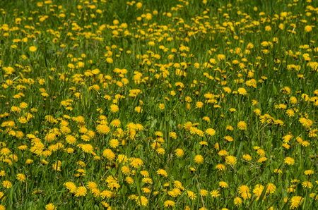 Meadow with the yellow dandelionsの写真素材