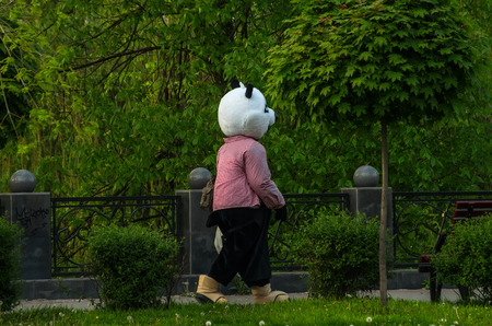 Pretty panda walking down the streetの写真素材