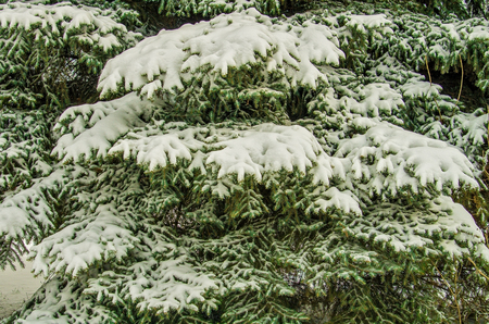 Snow cowered treesの写真素材