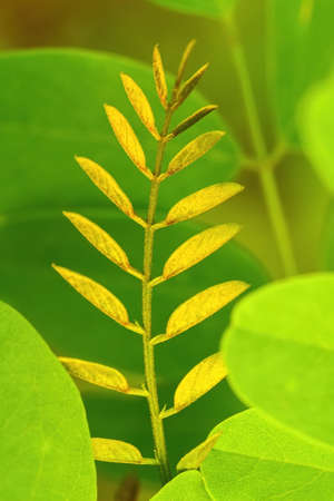 Abstract photography young brunch with tiny leaves