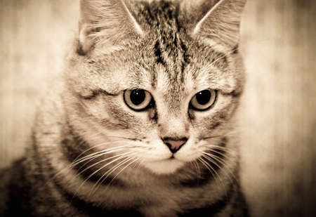 pussyの写真素材