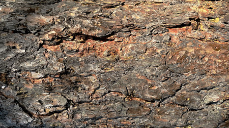 Macro background of natural pine tree bark