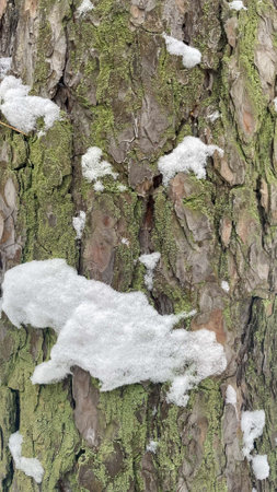 macro photo of pine bark in the snow