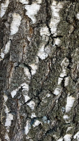 The birch bark texture or background. Macro shot is made by means of stacking technology trunk. Texture made of birch tree bark. Beautiful birch trunk background. Conceptual image. Peaceful nature.の写真素材