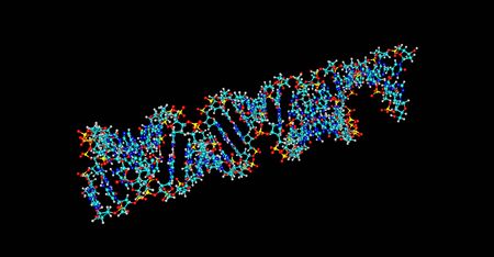 Deoxyribonucleic acid or DNA is a molecule that carries most of the genetic instructions used in the growth, development, functioning and reproduction of all known living organisms. 3d illustrationの写真素材