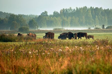 Herd of wild wisent grazing in the meadow in the reserve of the Belovezhskaya Pushchaの写真素材