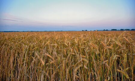 Ripe wheat in the early morning. Dawn over a wheat field in Estonia.の写真素材