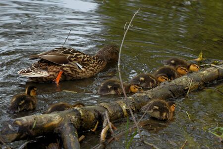 family of wild ducks on the water surface of the city pondの写真素材