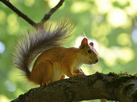 Fluffy red squirrel on a tree in a parkの写真素材