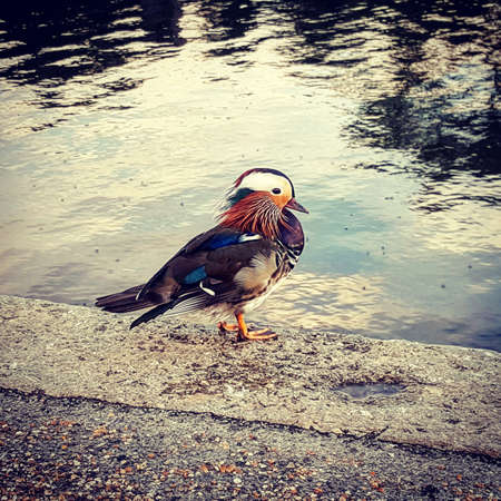 Bird next to the riverの写真素材