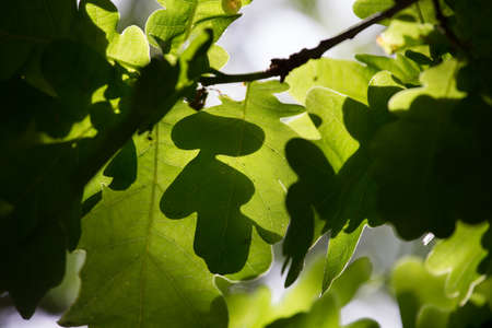 Dappled sunlight backlit on oak leaves giving green shades of light and shadow within a woodland in...