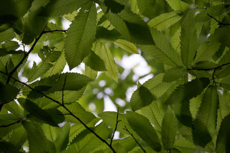 A dense cluster of sweet chestnut leaves. Detail shows veins and serrated edges of leaves. The scene is backlit by natural light, with a small gap in the canopy.の写真素材
