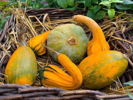 Different types of pumpkins on a wooden background. Autumn harvest. Orange and green colors.の写真素材