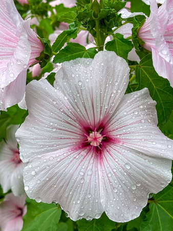 White hibiscus flower with green tropical garden blurred background, with, a flower with dew drops on itの写真素材
