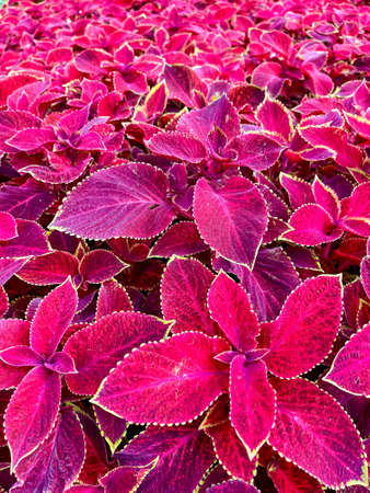 Coleus flower foliage background. Beautiful perspective of natural pink coleus plant leavesの写真素材