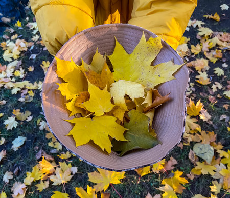 Bright yellow autumn leaves in a hat on the background of an autumn forestの写真素材
