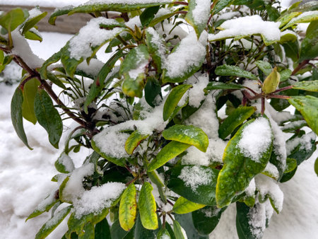 Autumn leaves snowy covering lie in cold forest. Frozen leaf tree. Icy foliage in snow. Deciduous autumn landscape. Freeze branche leaves under snowing cover in winter park. Chill field ice leaf.の写真素材