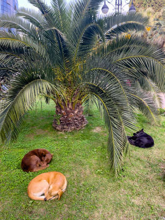 Three dogs sleeping under palm tree, calm day, relaxingの写真素材