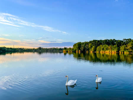 two beautiful swans in a quiet peaceful lake. High quality photoの写真素材