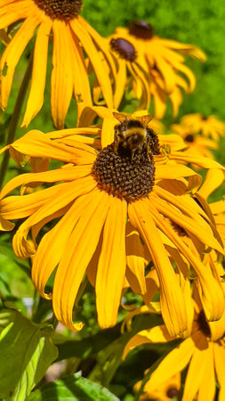 Bees collecting nectar from flower, vertical photoの写真素材