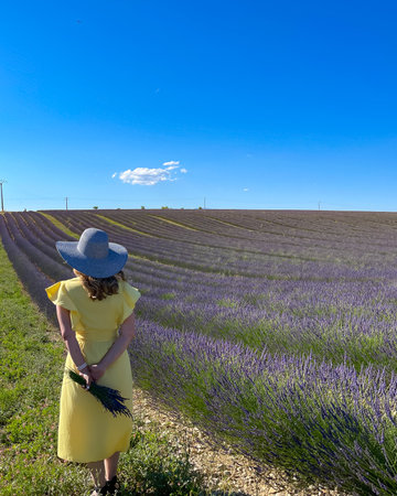 woman in yellow dress with a hat on purple flower lavander field, sunny day, vertical photo, space for textの写真素材