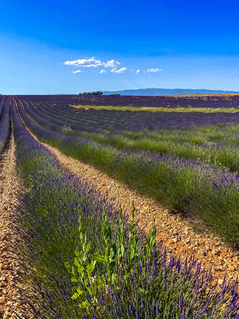 Endless rows of scented flowers in the lavender fields of the French Provence near Valensole, sunny dayの写真素材