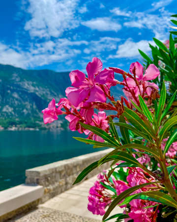 Beautiful pink oleander flowers are blooming on light background of sea and mountains, vertical photoの写真素材