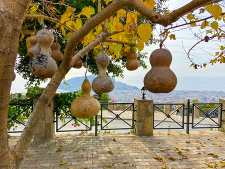 Decorative lamps made of dry empty pumpkin, Alanya, Turkey.の写真素材
