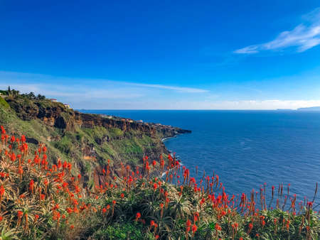 Orange flowers blooming in Funchal with ocean water in background, Madeira island, Portugal.の写真素材