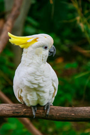 White cockatoo with yellow crest in Bali.の写真素材