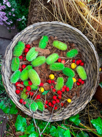 Autumn still life with cactus, berries, dried vegetablesの写真素材