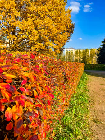 Autumn landscape. Bright colored oak leaves in the autumn park.の写真素材