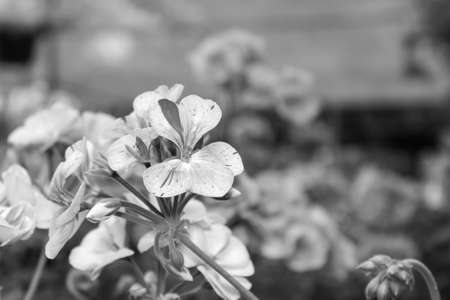 blooming geranium black and white photo. close up