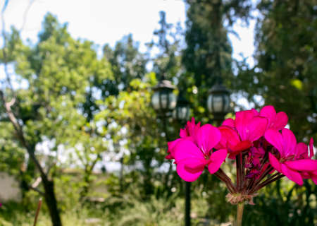 Pink geranium in garden, green leaves background.の写真素材