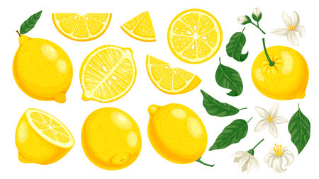 Cartoon yellow lemon. Fresh citrus slices and leaves and blossom. Lemonade fruit cartoon isolated vector illustration set. Whole, half and piece of lemon, tasty juicy and organic productのイラスト素材