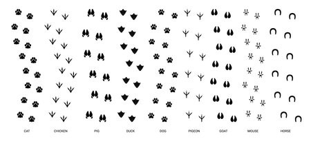 Step tracks animal trails. Animals paw footprint, pet trace footstep, walking cat step, bird trail feet, dog print, silhouette pawprints vector set. Wildlife chicken, pig and duck foot elementsのイラスト素材