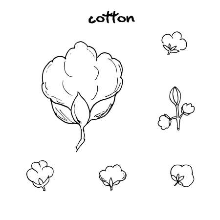 Cotton flower. Vector illustrationのイラスト素材