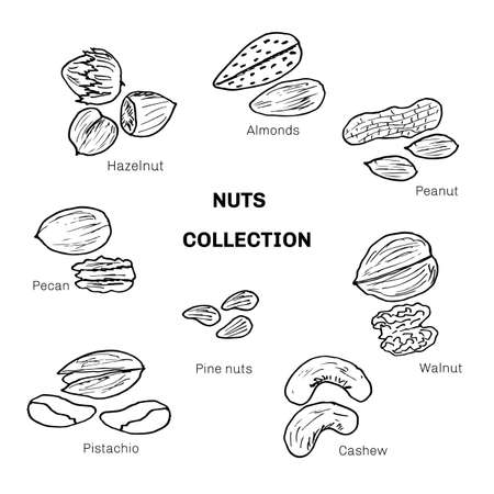 Set of different nuts. Vector illustrationのイラスト素材