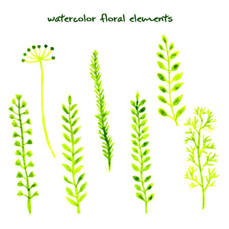 Set of different watercolor hand drawn herbs. Vector illustration.のイラスト素材
